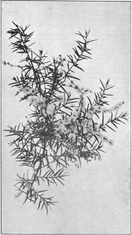 Weeping Wattle. (Acacia Riceana. Hensl.)