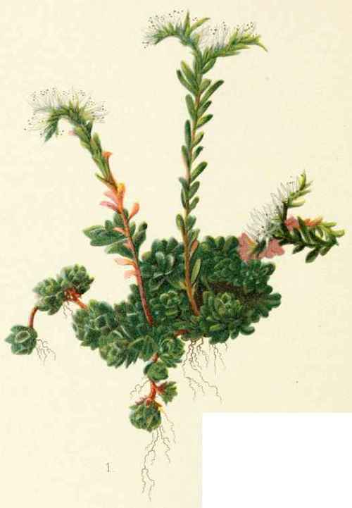 A flowering branch