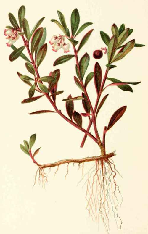 Arctostaphylos Uva Ursi