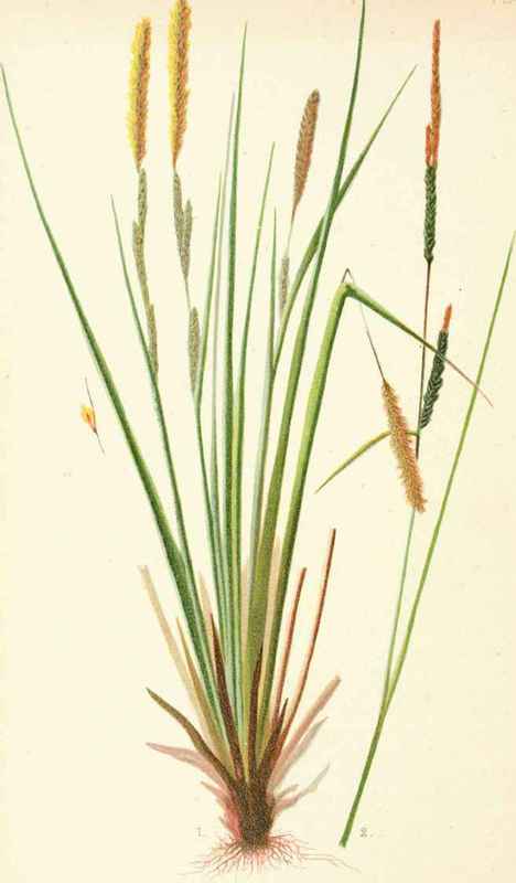 Carex Stricta