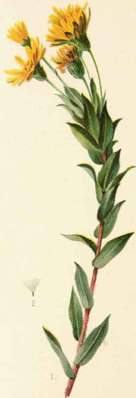 Chrysopsis Mariana