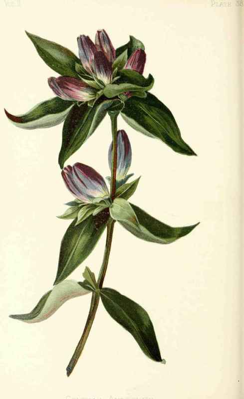 Closed Gentian Gentiana Andrewsii Grisebach Natura 20037