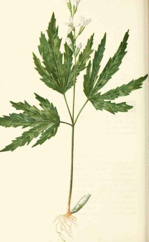 Cut Leaved Tooth Wort Dentaria Laciniata Muhlenber 20014
