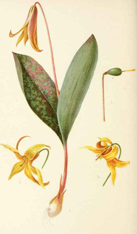 Erythronium Americanum