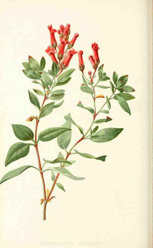 Gambel s Snap Dragon Antirrhinum speciosum Gray Na 20015