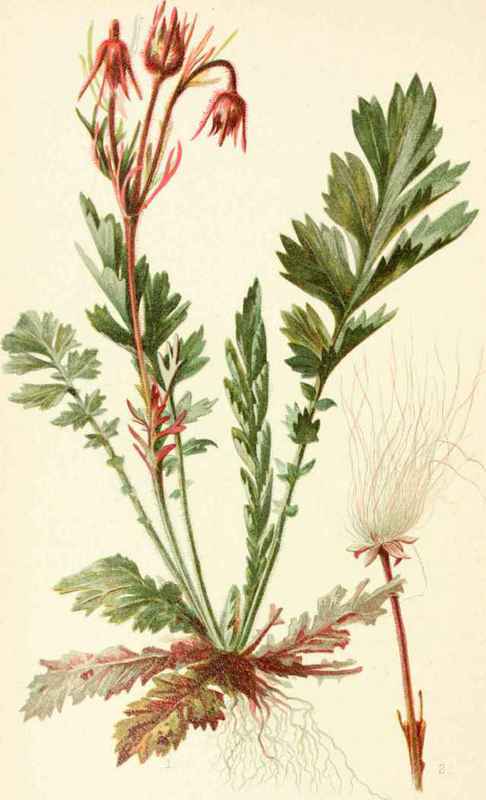 Geum Triflorum