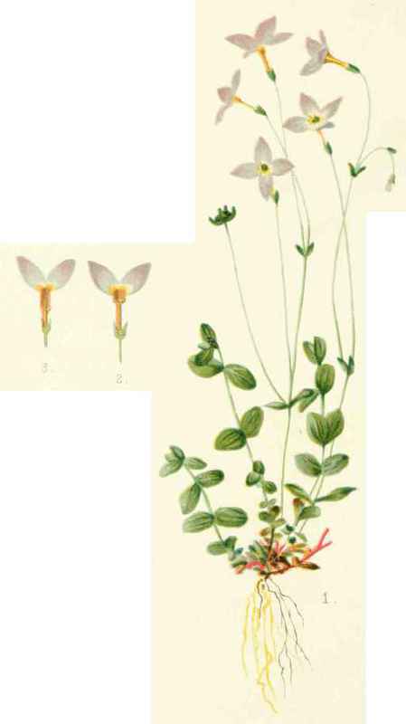 Houstonia Caerulea.
