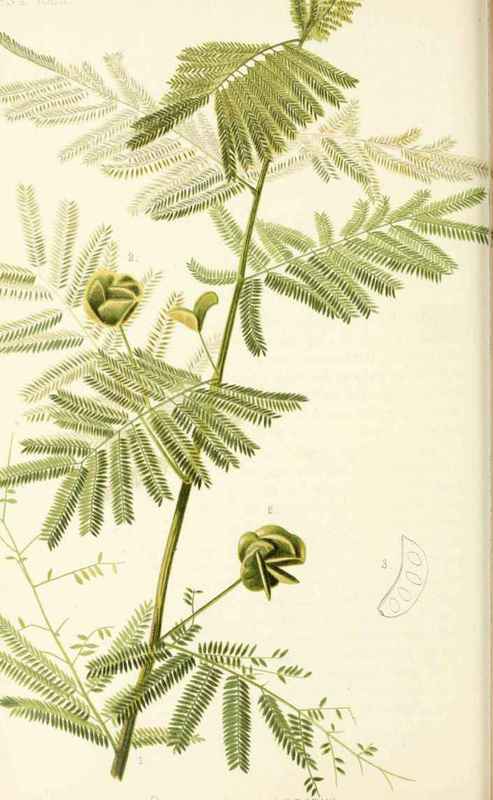 Illinois Acacia Desmanthus Brachylobus Bentham Nat 2007