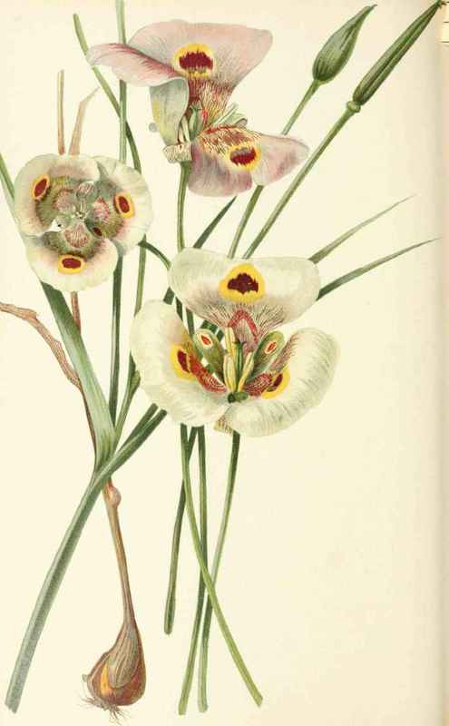 Mariposa Lily Butter Fly Tulip Calochortus venustu 20040