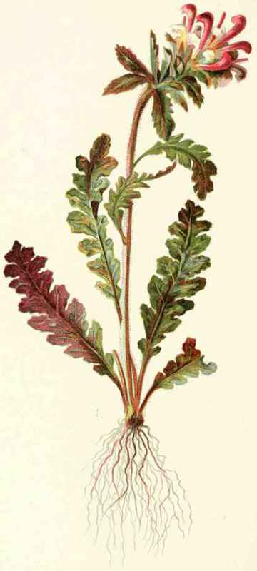 Pedicularis Canadensis