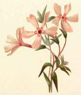 Phlox Subulata