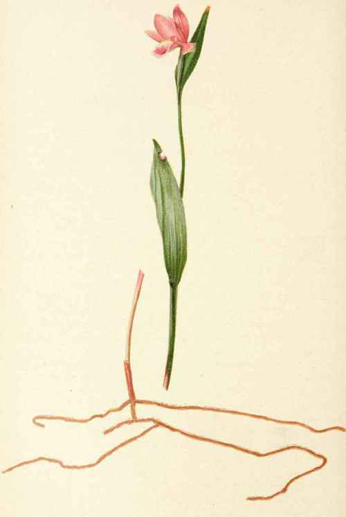 Pogonia Ophioglossoides