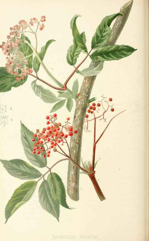 Red Berried Elder Sambucus Pubens Michaux Natural 20021