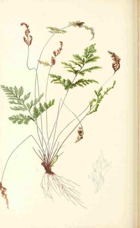 Shield Like Lip Fern Cheilanthes Californica Mette 20028
