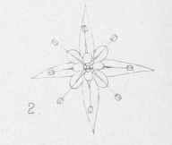 Under ground stem, or rhizome