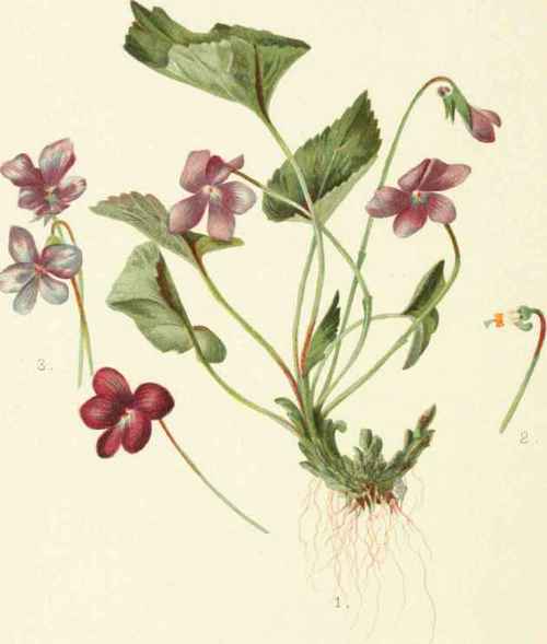 Viola Cucullata