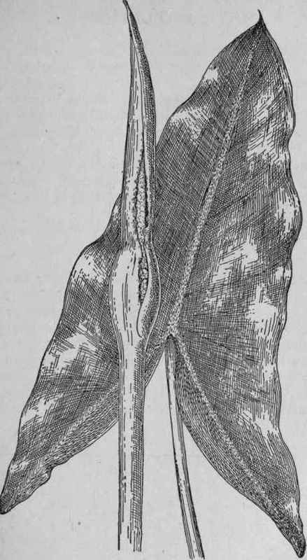 Arrow Arum.