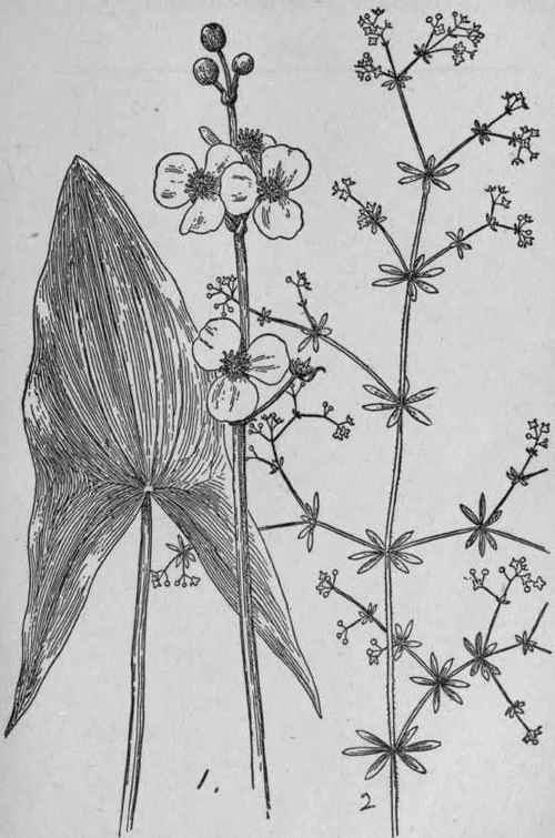 Rough Bedstraw.