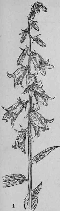 Bellflower.