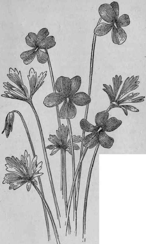 Bird foot Violet.