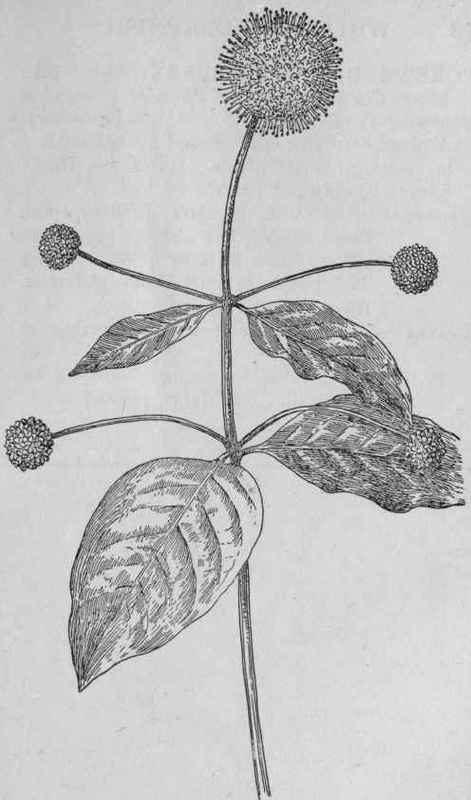 Buttonbush.