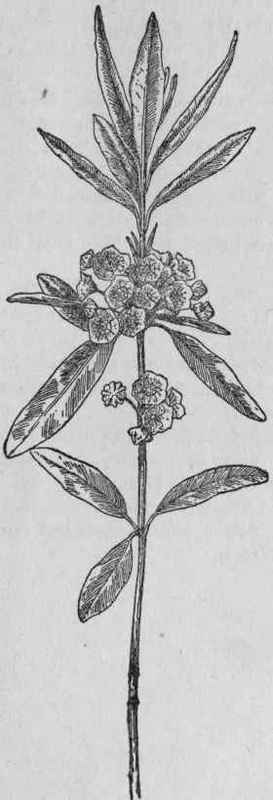 Cheep Laurel.