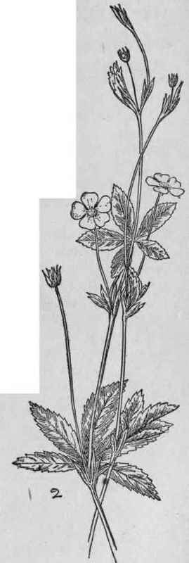 Cinquefoil.