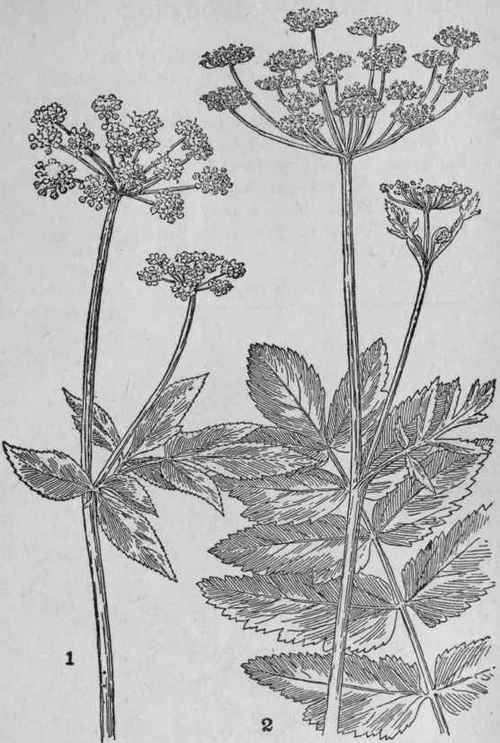 Golden Alexanders.
