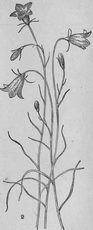 Harebell.