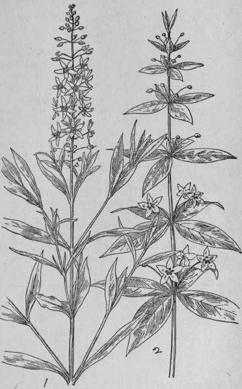 Four leaved Loosestrife.