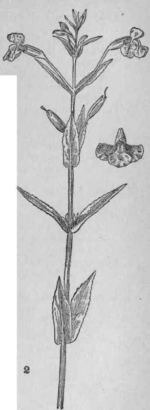 Monkey Flower.