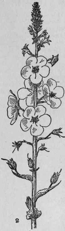 Moth Mullein.