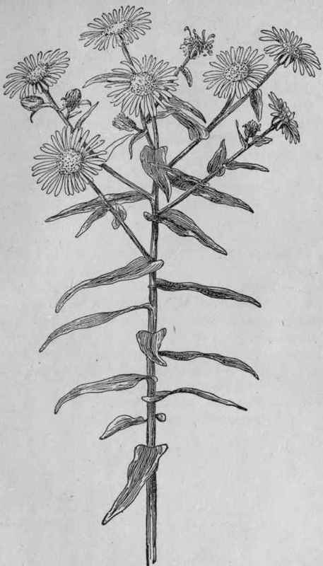 New England Aster.