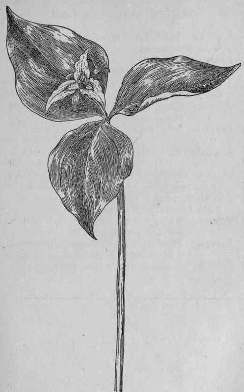 Painted Trillium.
