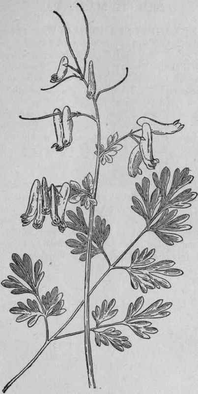 Pale Corydalis.