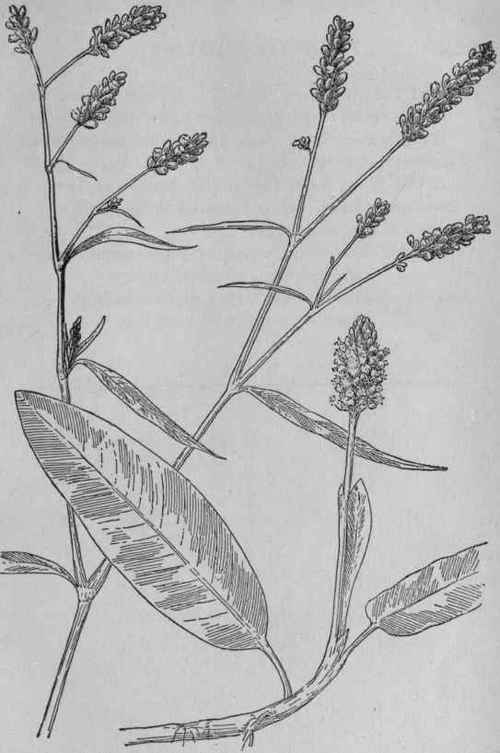 Water Persicaria.