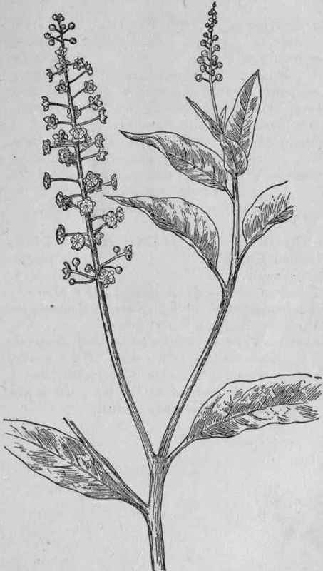 Pokeweed.