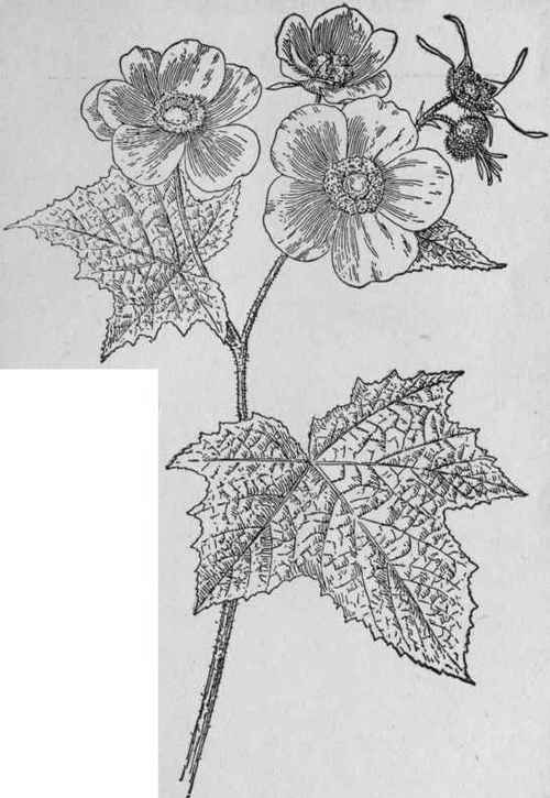 Purple Flowering Raspberry.