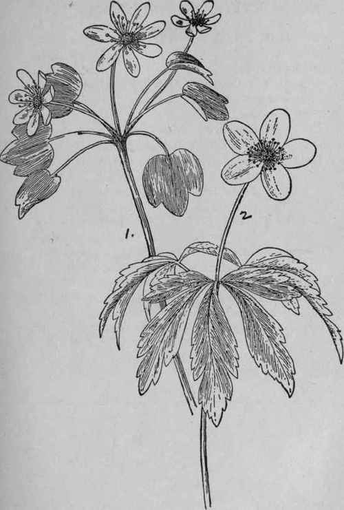 Rue Anemone.