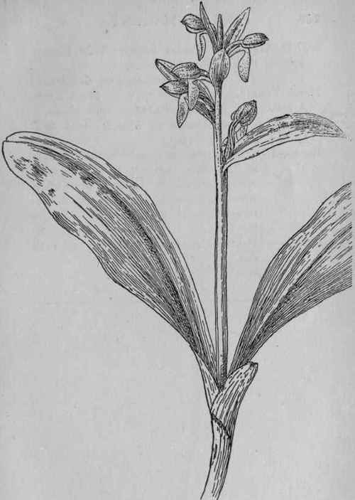 Showy Orchis.