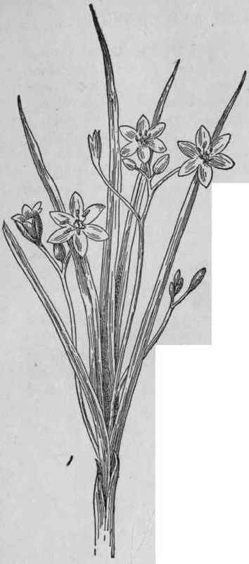 Star Grass.