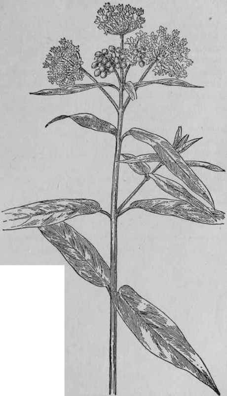 Swamp Milkweed.
