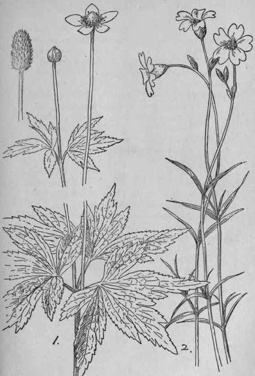 Thimbleweed.