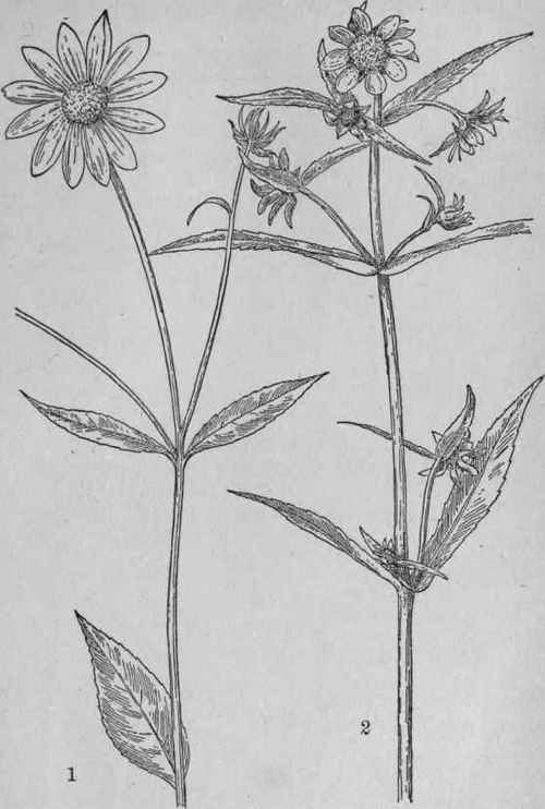 Larger Bur Marigold.