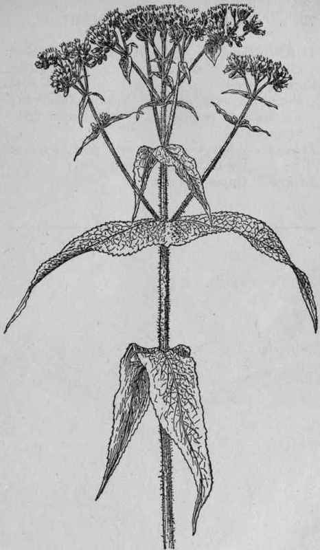 Thoroughwort.