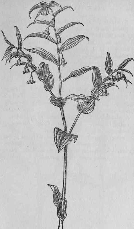 Twisted stalk.