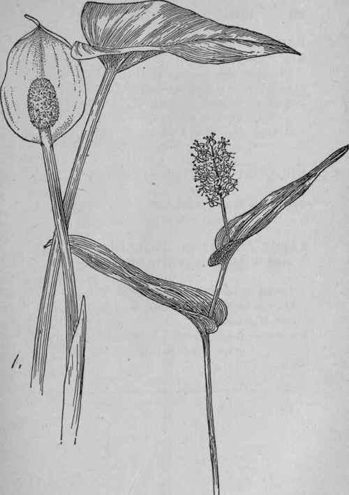 Water Arum.
