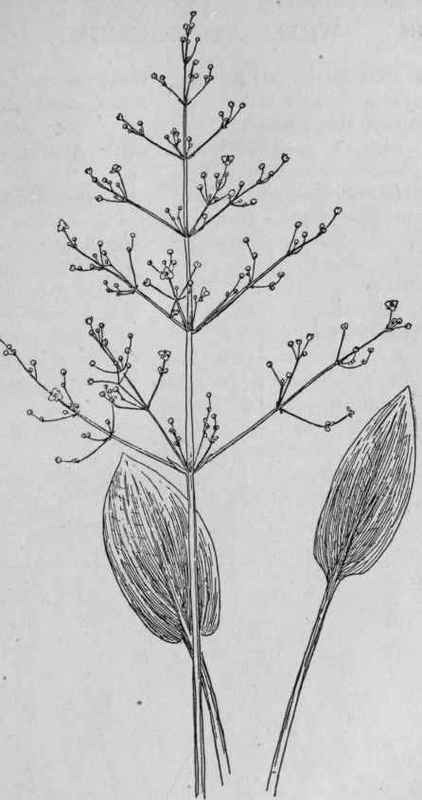 Water Plantain.