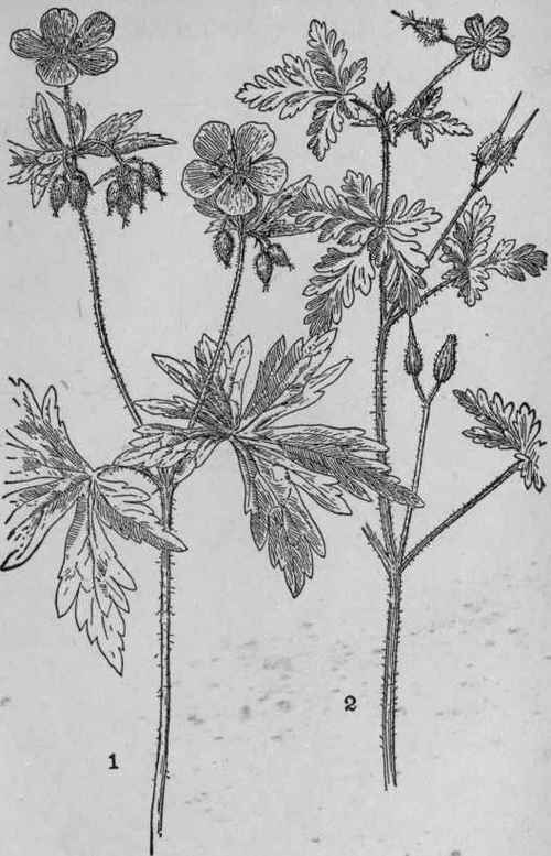 Herb Robert.