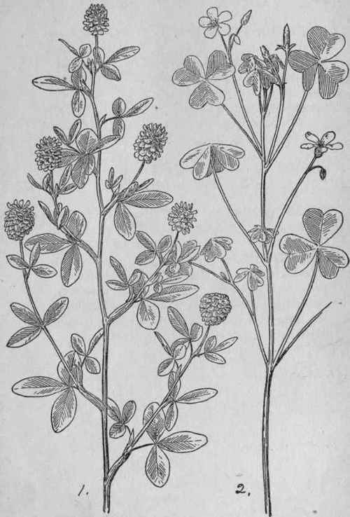 Lady's Sorrel.